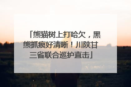 熊猫树上打哈欠，黑熊抓痕好清晰！川陕甘三省联合巡护直击