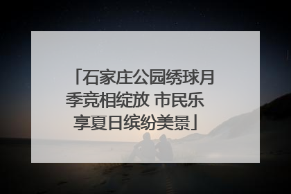 石家庄公园绣球月季竞相绽放 市民乐享夏日缤纷美景