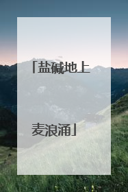 盐碱地上麦浪涌