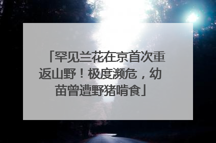 罕见兰花在京首次重返山野！极度濒危，幼苗曾遭野猪啃食