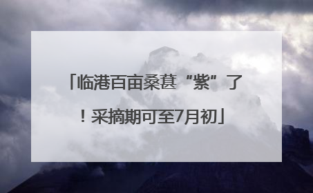 临港百亩桑葚“紫”了！采摘期可至7月初