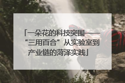 一朵花的科技突围——“三用百合”从实验室到产业链的菏泽实践