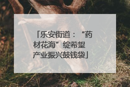 乐安街道：“药材花海”绽希望 产业振兴鼓钱袋