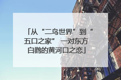 从“二鸟世界”到“五口之家” 一对东方白鹳的黄河口之恋