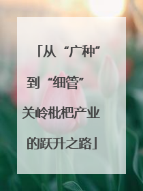 从“广种”到“细管” 关岭枇杷产业的跃升之路