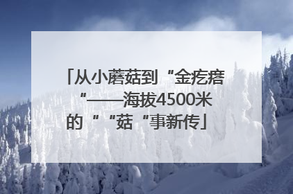从小蘑菇到“金疙瘩“——海拔4500米的““菇“事新传