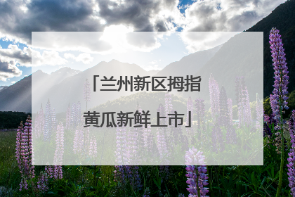 兰州新区拇指黄瓜新鲜上市