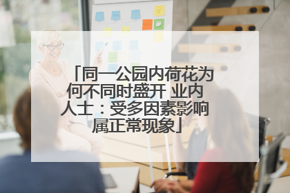 同一公园内荷花为何不同时盛开 业内人士：受多因素影响 属正常现象