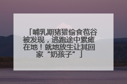 哺乳期猪獾偷食苞谷被发现，逃跑途中累瘫在地！就地放生让其回家“奶孩子”