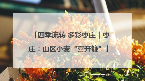 四季流转 多彩枣庄｜枣庄：山区小麦“喜开镰”