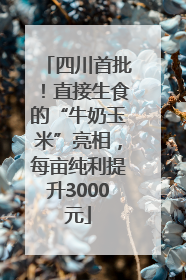 四川首批！直接生食的“牛奶玉米”亮相，每亩纯利提升3000元