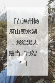 在温州杨府山奥水湖，我给黑天鹅当“月嫂”
