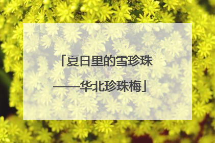 夏日里的雪珍珠——华北珍珠梅