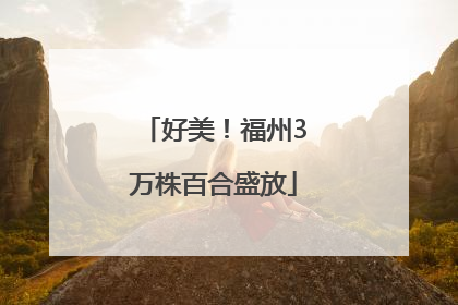 好美！福州3万株百合盛放