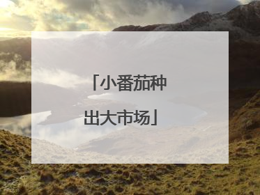 小番茄种出大市场