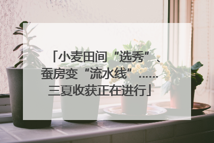 小麦田间“选秀”、蚕房变“流水线”……三夏收获正在进行