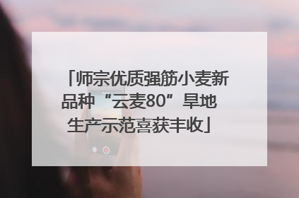 师宗优质强筋小麦新品种“云麦80”旱地生产示范喜获丰收