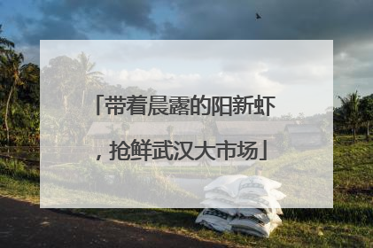 带着晨露的阳新虾，抢鲜武汉大市场