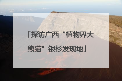 探访广西“植物界大熊猫”银杉发现地