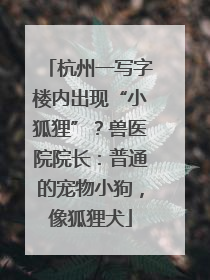 杭州一写字楼内出现“小狐狸”？兽医院院长：普通的宠物小狗，像狐狸犬
