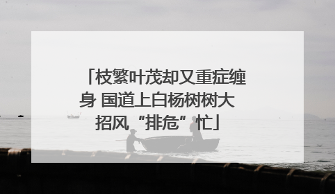 枝繁叶茂却又重症缠身 国道上白杨树树大招风“排危”忙