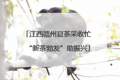 江西赣州夏茶采收忙 “新茶勃发”助振兴