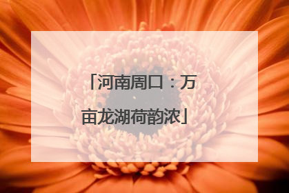 河南周口：万亩龙湖荷韵浓