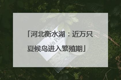 河北衡水湖：近万只夏候鸟进入繁殖期