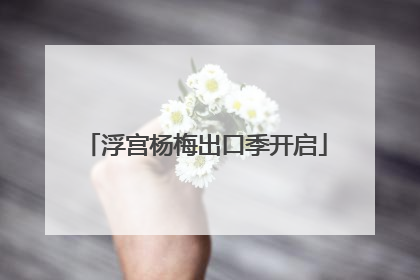 浮宫杨梅出口季开启
