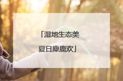 湿地生态美 夏日麋鹿欢