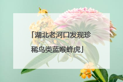 湖北老河口发现珍稀鸟类蓝喉蜂虎