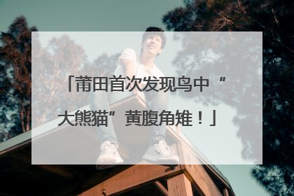 莆田首次发现鸟中“大熊猫”黄腹角雉！