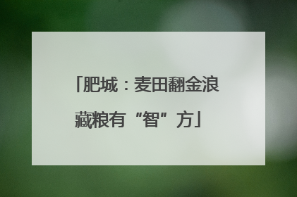 肥城：麦田翻金浪藏粮有“智”方