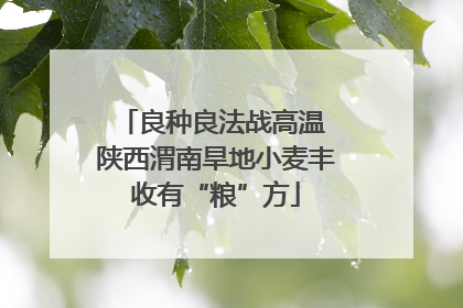 良种良法战高温 陕西渭南旱地小麦丰收有“粮”方
