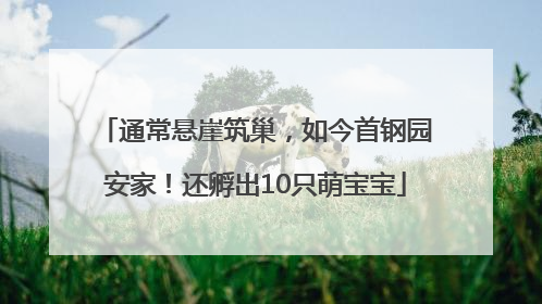 通常悬崖筑巢，如今首钢园安家！还孵出10只萌宝宝