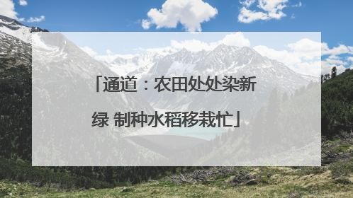 通道：农田处处染新绿 制种水稻移栽忙