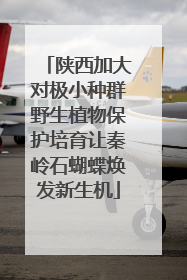陕西加大对极小种群野生植物保护培育让秦岭石蝴蝶焕发新生机