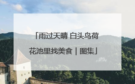 雨过天晴 白头鸟荷花池里找美食｜图集
