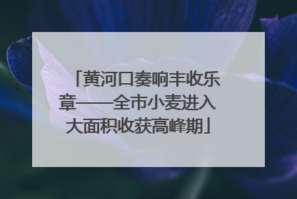 黄河口奏响丰收乐章——全市小麦进入大面积收获高峰期