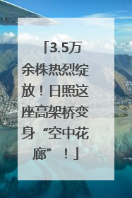 3.5万余株热烈绽放！日照这座高架桥变身“空中花廊”！